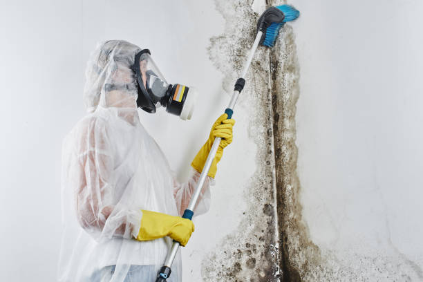 Best Mold Damage Repair  in East St Louis, IL