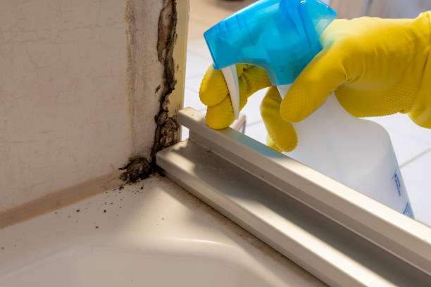 Best Certified Mold Removal  in East St Louis, IL