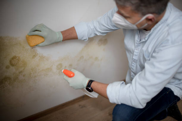 Best Same-Day Mold Removal  in East St Louis, IL