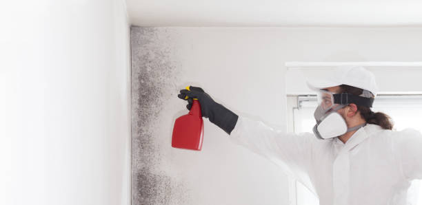 Best Mold Cleaning Services  in East St Louis, IL