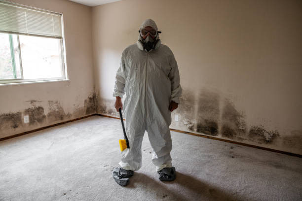 East St Louis, IL Mold Removal Company