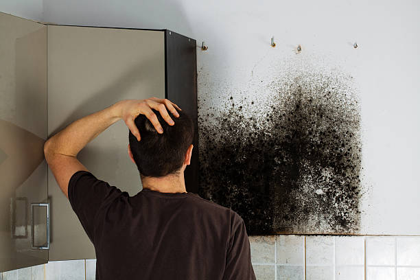 Office Mold Removal Services in East St Louis, IL