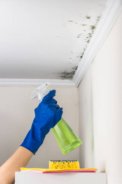 Best Crawl Space Mold Removal  in East St Louis, IL